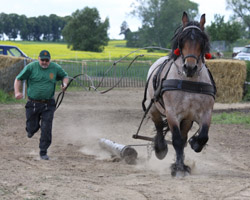 APOLLO und Jens Fangerow auf der Zielgeraden beim Holzrückewettbewerb.